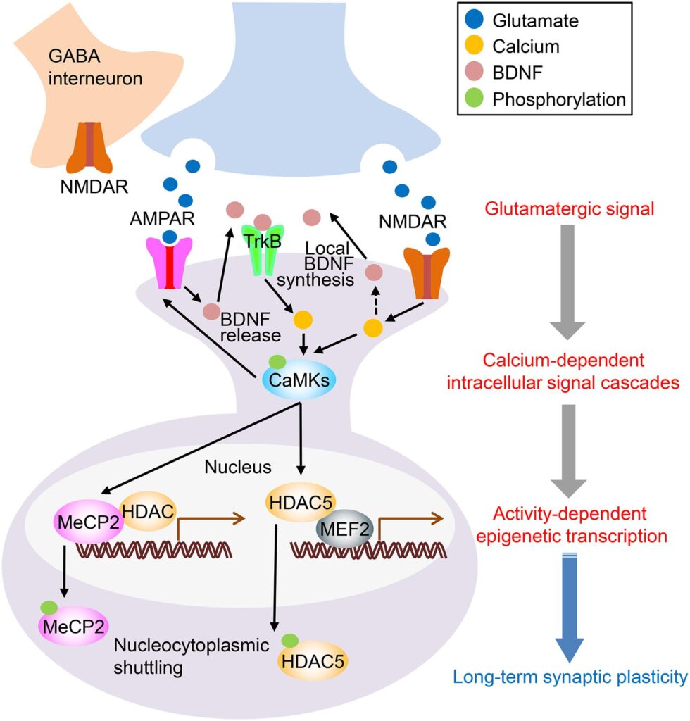 Glutamates impact on dopamine and how ketamine can help